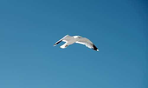 Seagull Bird Blue Sky Sea Flight Nature Animal