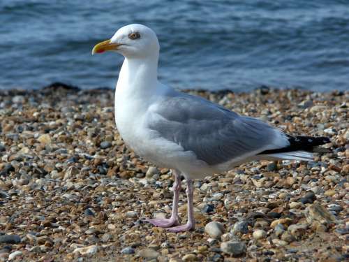 Seagull Gull Bird Beach Sea