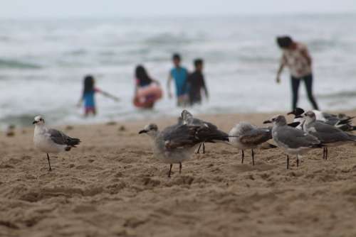 Seagulls Birds Beach Sand Ocean Costa Blue