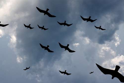 Seagulls Flight Birds Wings Sky