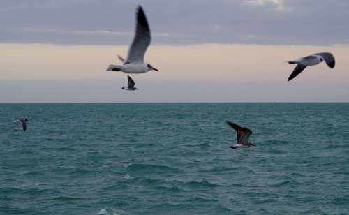 Seagulls Seagull Sea Nature Flight Summer Wings