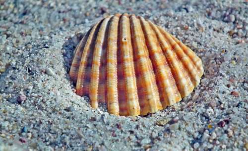 Seashell Sand Ocean Nature Summer The Coast