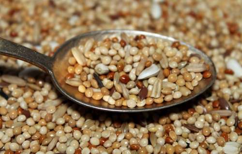 Seeds Grains Spoon Portion Grain Nutrition