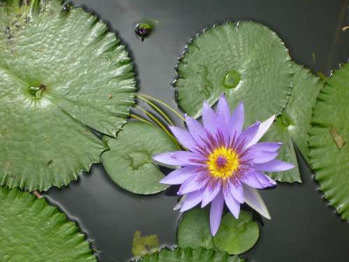 Seerose Wasser Rose Flora Green Biotope Mirroring