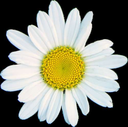 Shasta Daisy White Flower Blossom Garden Bloom