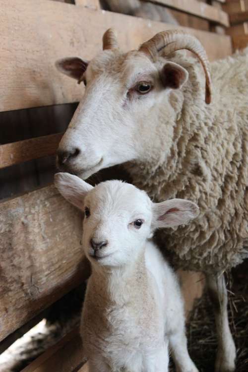 Sheep Lamb Baby Sheep Mama Sheep Wool Animal Farm