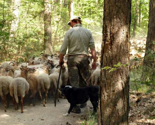 Sheep Herd Shepherd Dog Send Lead Forest Food