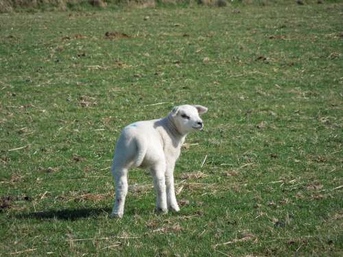 Sheep Pasture Lamb Wool Farm Meadow Animal