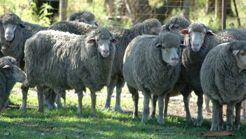 Sheep Herd Livestock Flock Wool