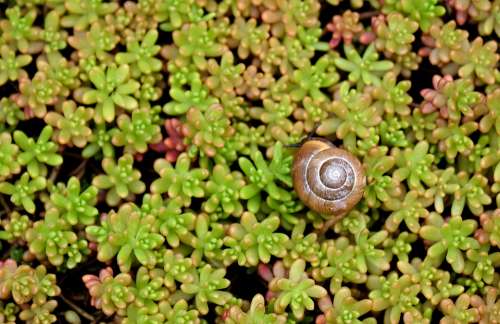 Shell Carpet Plants Snail Structure Background
