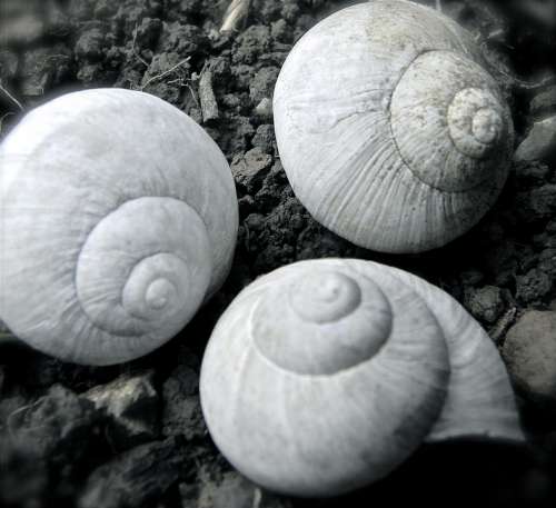 Shell Snail Dirt Nature Animal Slowly Spiral