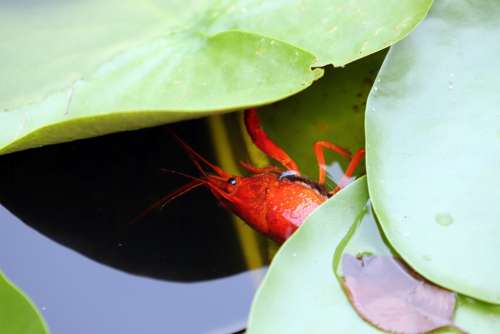 Shrimp Pond Crustaceans Red