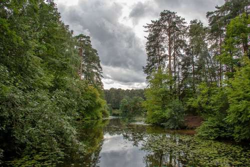 Silver Forest Forest Park Forests Landscape Nature