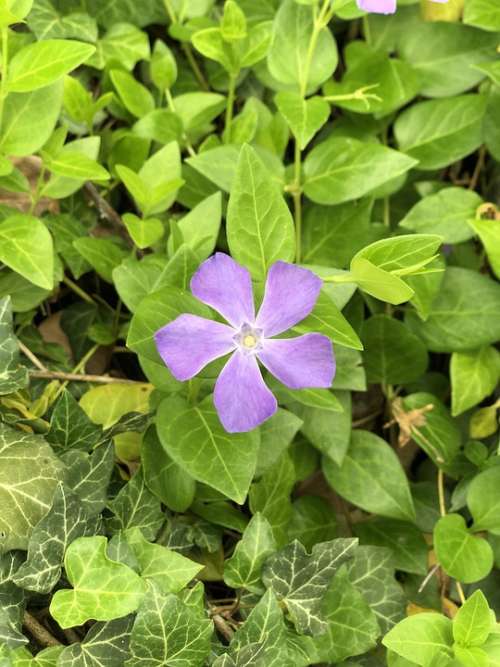 Single Alone Purple Flower Green Leaves Nature