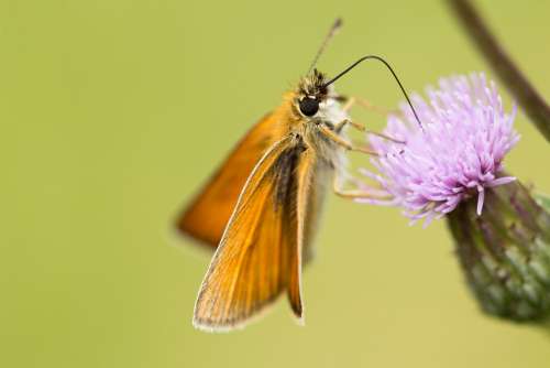 Skipper Nectar Suck Insect Nature Close Up Animal