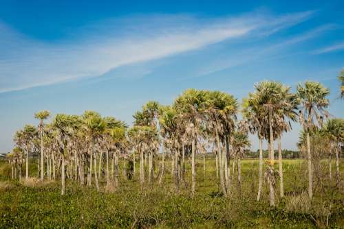 Sky Caranday Palms Estero Nature Landscape Marsh