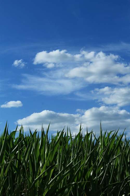 Sky Corn Horizon Headband Background Nature