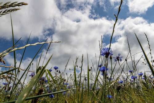 Sky Grass Cornflowers Grain Natural Clouds Summer