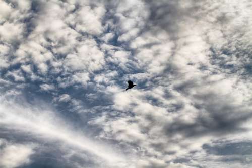 Sky Bird Cloud Flying