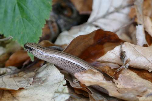 Slow Worm Lizard Reptile Crawl Nature Conservation