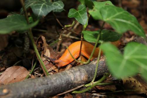 Snail Nature Forest Crawl Slowly Mollusk