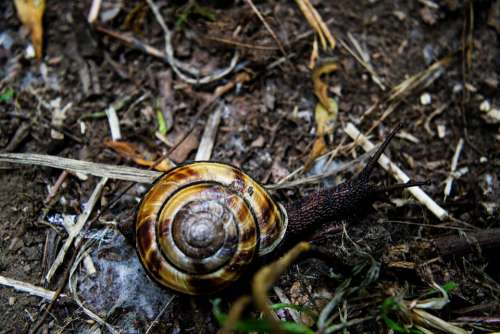 Snail Nature Shell Animal Slow Crawl Shells