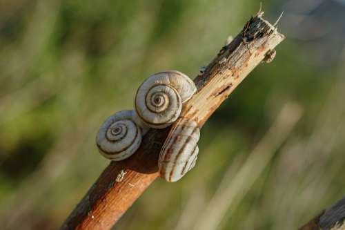 Snail Pentax Macro