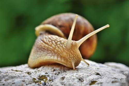 Snail Shell Mollusk Probe Mucus Crawl Slowly
