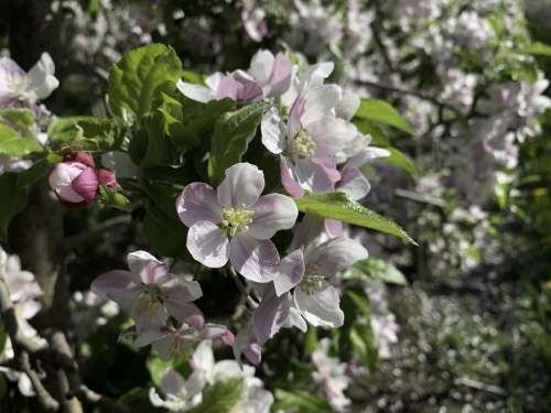 South Tyrol Italy Apple Blossom Nature