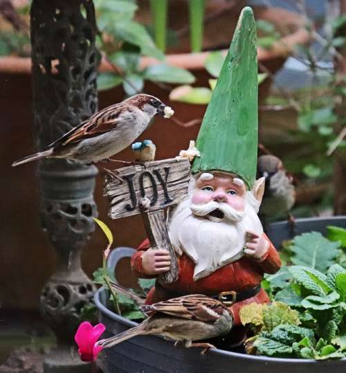 Sparrow Bird Feeding Gnome Garden Nature