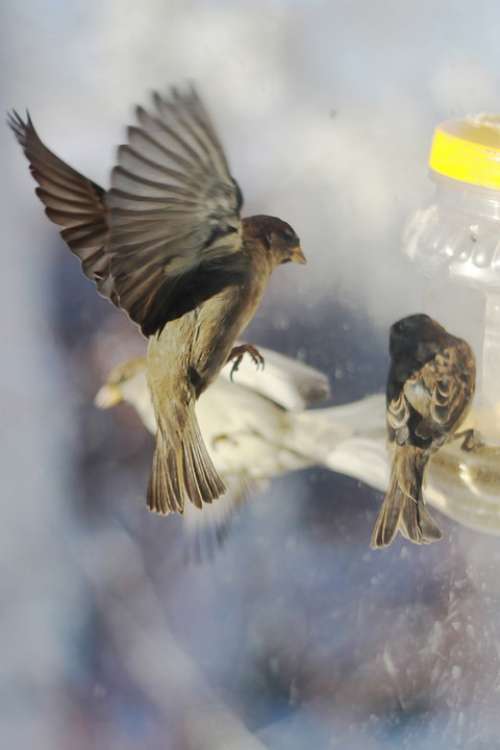 Sparrows Winter Russia Mood Sentiment