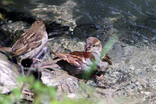 Sparrows Swim Summer Water Pleasure Nature Wet