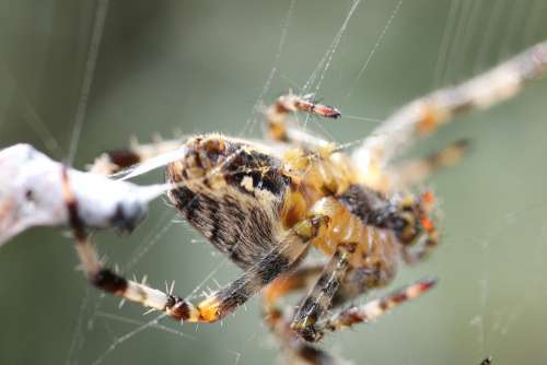 Spider Macro Web Garden Predator