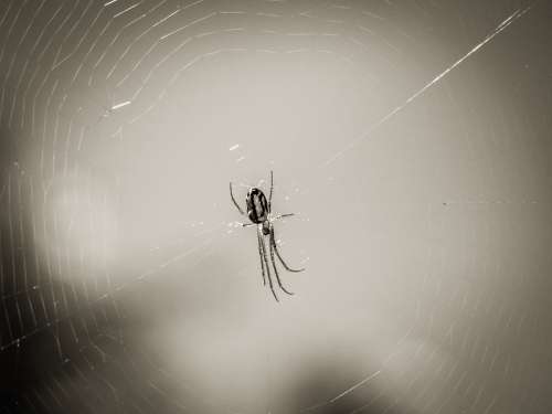 Spider Web Arachnid Nature Animal