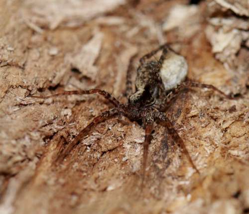 Spider Forest Nature Beautiful Arachnid Insect