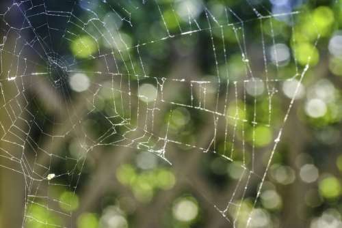 Spider Web Nature Cobweb