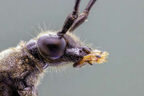 Spotted-Longhorn Beetle Close Macro Tiny Nature