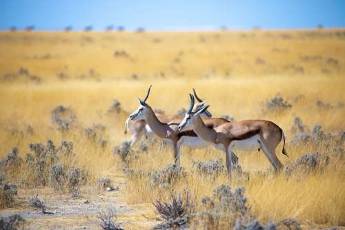 Springbok Antelope Africa Animal Namibia Nature