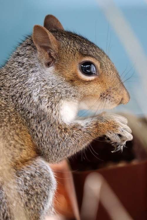 Squirrel Grey Squirrel Rodent Cute Animal Nature