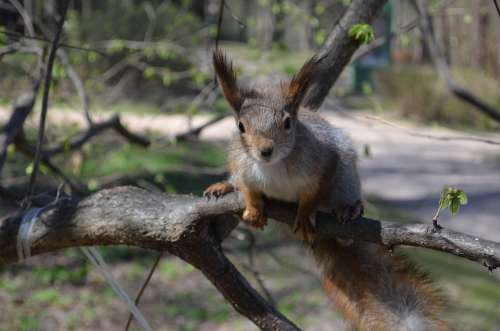 Squirrel Nature Furry Moscow Park Wild Spring