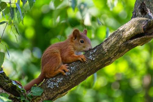 Squirrel Young Young Animal Mammal Animal Nature