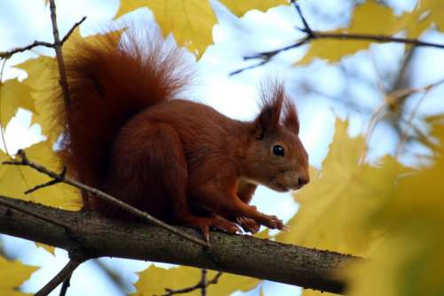Squirrel Ears Leaves Autumn