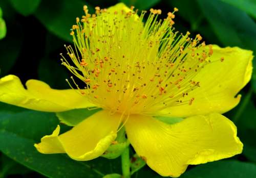 St John'S Wort Flower Blossom Bloom Yellow