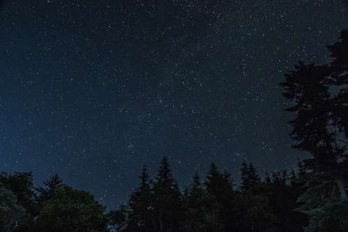 Stars Forest Night Dark Sky Nature Trees