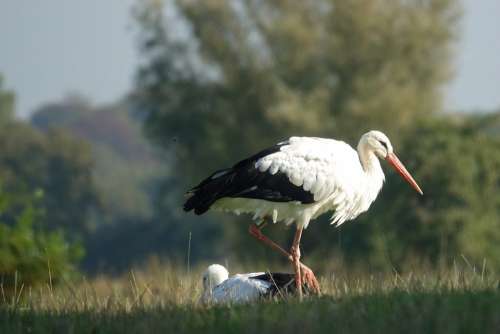 Stork Bird Beak Plumage Storks Animals