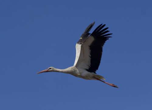 Stork White Stork Birds Plumage Elegant Nature