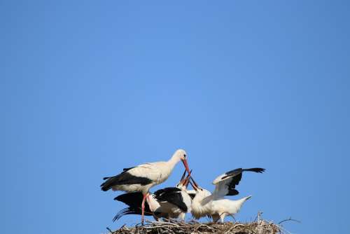 Stork Feeding Adebar White Storks