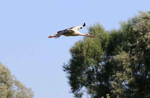 Stork Flight Animal World Bird