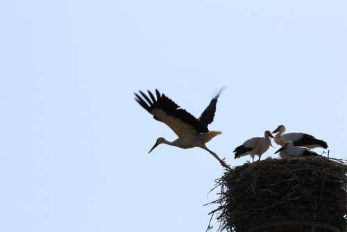 Stork Flight Wing Flying