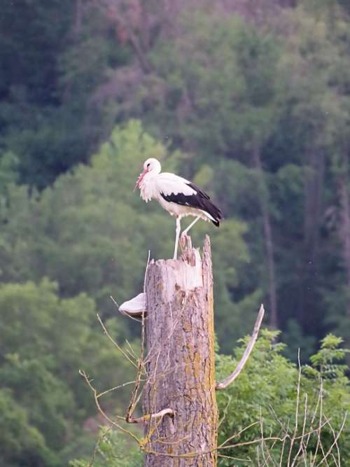 Storks Nature Rattle Stork Animal World